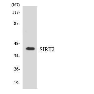 Western blot analysis of the lysates from RAW264.7 cells using Anti-SIRT2 Antibody