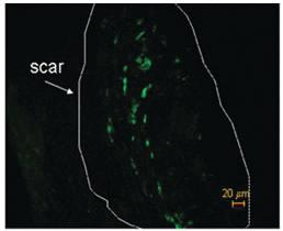 Anti-CHEK1 Mouse Monoclonal Antibody