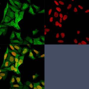 Immunofluorescent analysis of HeLa cells stained with Anti-S100A4 Antibody [S100A4/1482] followed by Goat Anti-Mouse IgG (CF&#174; 488) (Green). Nuclear counterstain is RedDot