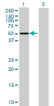 Anti-ASNS Mouse Polyclonal Antibody