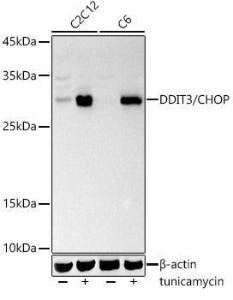 Western blot analysis of extracts of various cell lines, using Anti-DDIT3 Antibody (A306791) at 1:1000 dilution