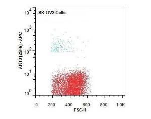 Anti-AKT3 Mouse monoclonal antibody (APC (Allophycocyanin)) [clone: 25F6.F6.D8]