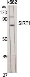 Western blot analysis of various cells using Anti-SirT1 Antibody