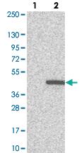 Anti-C16ORF72 Rabbit Polyclonal Antibody