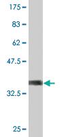 Anti-RGS13 Mouse Monoclonal Antibody [clone: 1B3]