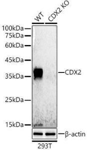 Western blot analysis of extracts from wild type(WT) and CDX2 knockout (KO) 293T cells, using Anti-CDX2 Antibody [ARC0450] (A308015) at 1:500 dilution. The secondary Antibody was Goat Anti-Rabbit IgG H&L Antibody (HRP) at 1:10000 dilution