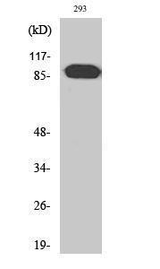 Western blot analysis of various cells using Anti-ARHGEF19 Antibody