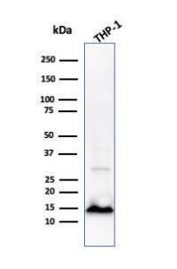 Western blot analysis of THP-1 cell lysate using Anti-Cystatin A Antibody [CPTC-CSTA-1]