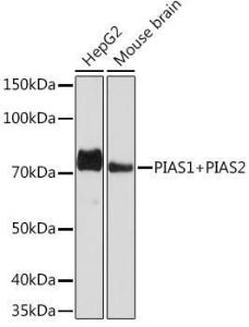 Western blot analysis of extracts of various cell lines, using Anti-PIAS1 + PIAS2 Antibody [ARC1690] (A305609) at 1:1000 dilution