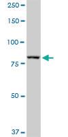 Anti-DGCR8 Rabbit Polyclonal Antibody