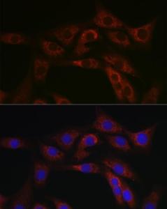 Immunofluorescence analysis of NIH/3T3 cells using Anti-ABCA1 Antibody (A12095) at a dilution of 1:100 (40X lens). DAPI was used to stain the cell nuclei (blue)