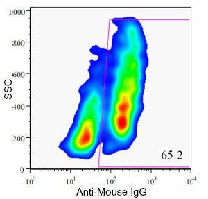 Anti-HPi1 Mouse Monoclonal Antibody [clone: HIC0-4F9]