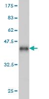 Anti-FATE1 Mouse Monoclonal Antibody [clone: 3B1]