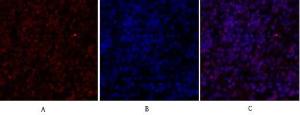 Immunofluorescence analysis of rat spleen tissue using Anti-SirT1 Antibody (red) at 1:200 (4°C overnight). Cy3 labelled secondary antibody was used at 1:300 (RT 50min). Panel A: Target. Panel B: DAPI. Panel C: Merge.