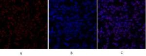 Immunofluorescence analysis of rat lung tissue using Anti-SirT1 Antibody (red) at 1:200 (4°C overnight). Cy3 labelled secondary antibody was used at 1:300 (RT 50min). Panel A: Target. Panel B: DAPI. Panel C: Merge.