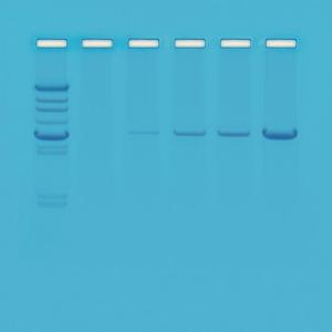 Kits Ready-to-Load™, réaction en chaîne par polymérase (PCR)