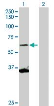 Anti-SCMH1 Rabbit Polyclonal Antibody