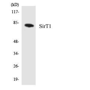 Western blot analysis of the lysates from COLO205 cells using Anti-SirT1 Antibody