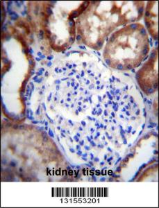 Anti-LINGO4 Rabbit Polyclonal Antibody (FITC (Fluorescein Isothiocyanate))