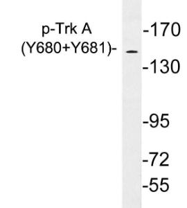 Western blot analysis of lysates from Jurkat cells treated with starved using Anti-Trk A (phospho Tyr680+Tyr681) Antibody