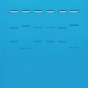 Kit Ready-to-Load™, identification génétique par l'ADN de type&nbsp;I&nbsp;: ID de l'ADN par les schémas de fragmentation définis par la restriction