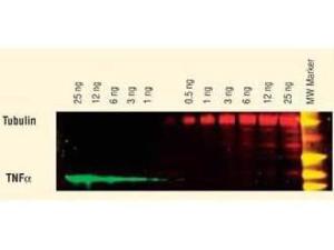 Anti-AKT1 Mouse monoclonal antibody (DyLight® 649) [clone: 18F3.H11]