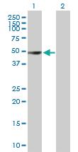 Anti-SEPT7 Mouse Polyclonal Antibody