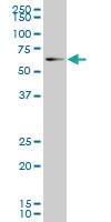 Anti-EOMES Mouse Monoclonal Antibody [clone: 1A7]