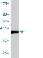 Anti-FOXP1 Mouse Polyclonal Antibody