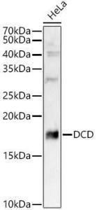 Anti-DCD Rabbit Polyclonal Antibody