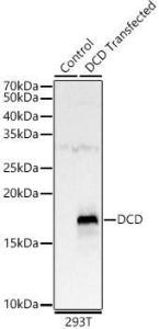 Anti-DCD Rabbit Polyclonal Antibody