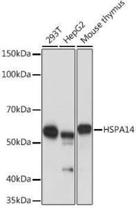 Western blot analysis of extracts of various cell lines, using Anti-HSPA14 Antibody [ARC1908] (A306797) at 1:1,000 dilution