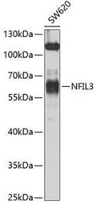 Antibody anti-NFIL3 100 µl