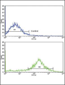 Anti-IL1B Rabbit Polyclonal Antibody (HRP (Horseradish Peroxidase))