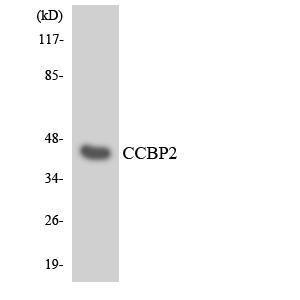 Anti-D6 Rabbit Polyclonal Antibody