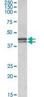 Anti-APOL1 Goat Polyclonal Antibody