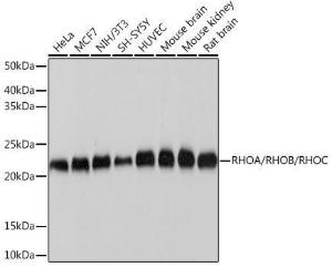 Western blot analysis of extracts of various cell lines, using Anti-RhoA + RhoB + RhoC Antibody [ARC0273] (A306798) at 1:1,000 dilution