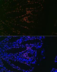 Immunofluorescence analysis of mouse colon using Anti-CDX2 Antibody [ARC0450] (A308015) at a dilution of 1:100 (40X lens). DAPI was used to stain the cell nuclei (blue)