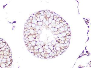 Immunohistochemistry analysis of paraffin-embedded rat testis using Anti-RhoA + RhoB + RhoC Antibody [ARC0273] (A306798) at a dilution of 1:100 (40X lens). Perform microwave antigen retrieval with 10 mM Tris/EDTA buffer pH 9.0 before commencing with IHC staining protocol