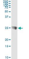 Anti-SNAP23 Antibody Pair