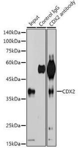 Immunoprecipitation analysis of 600µg extracts of 293T cells using 3 µg of Anti-CDX2 Antibody [ARC0450] (A308015). This Western blot was performed on the immunoprecipitate using Anti-CDX2 Antibody [ARC0450] (A308015) at a dilution of 1:500