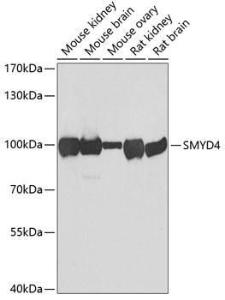 Antibody anti-SMYD4 100 µl