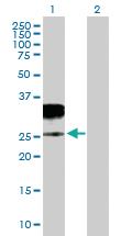 Anti-GZMH Mouse Polyclonal Antibody