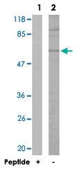 Anti-MYC Rabbit Polyclonal Antibody