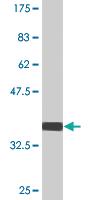 Anti-POFUT1 Mouse Monoclonal Antibody [clone: 3H1]