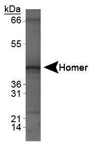 Anti-HOMER1 Rabbit Polyclonal Antibody