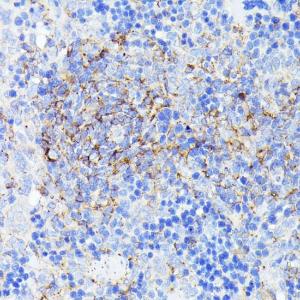 Antibody anti-SMYD4 100 µl