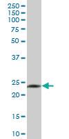 Anti-GZMH Mouse Polyclonal Antibody