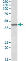 Anti-TFB2M Goat Polyclonal Antibody