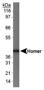 Anti-HOMER1 Rabbit Polyclonal Antibody